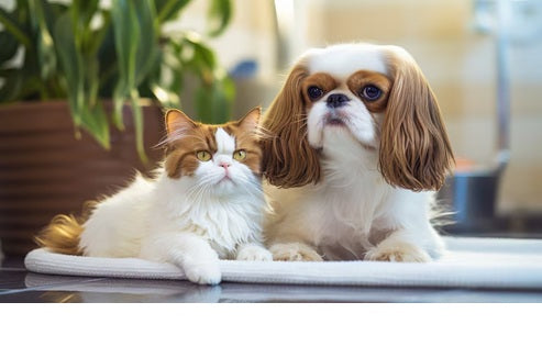 Productos para Mascotas